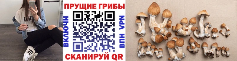 omg зеркало  Тюмень  Псилоцибиновые грибы MAGIC MUSHROOMS  купить  